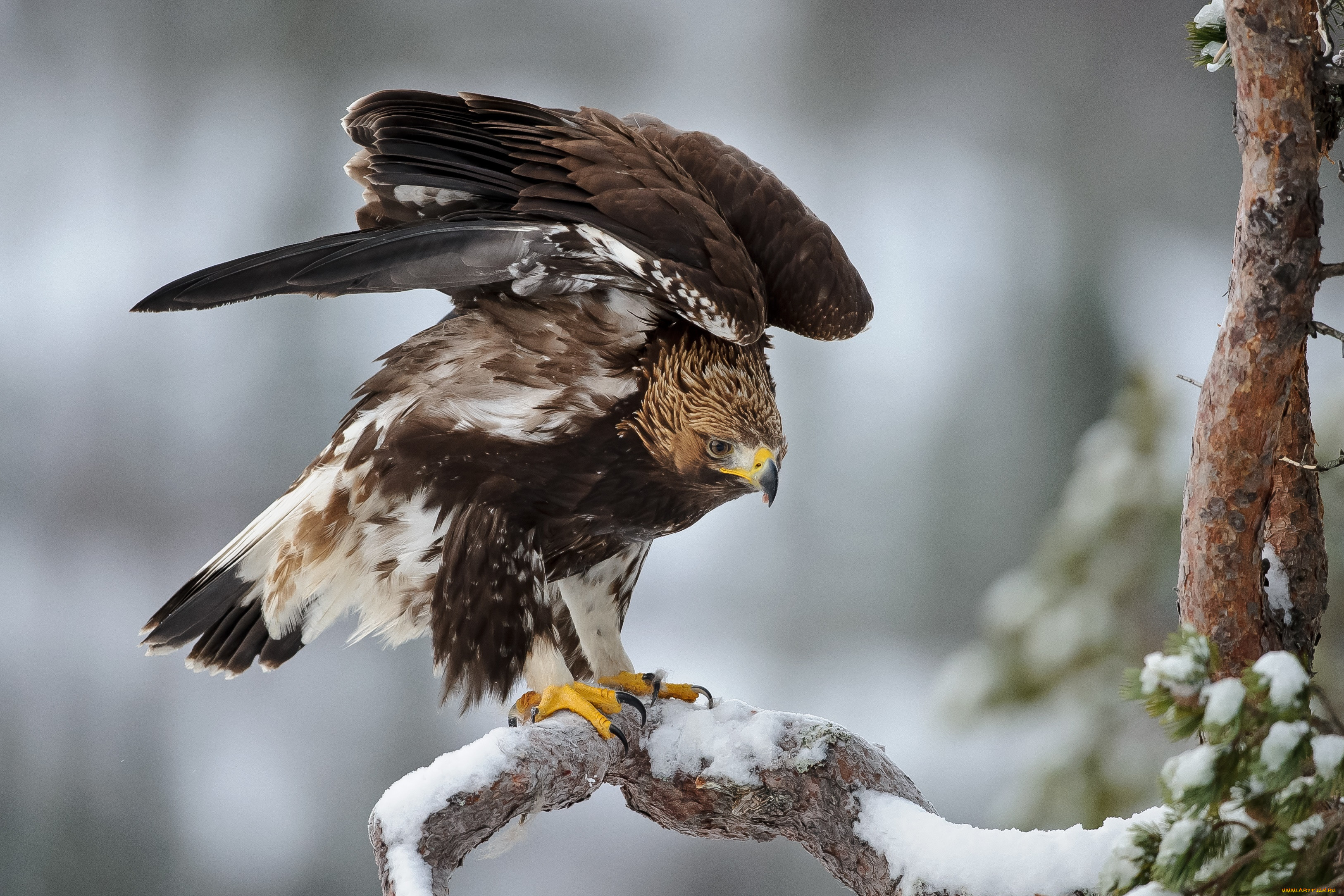 ,  - , , , , , , , , , , bird, eagle, winter, snow
